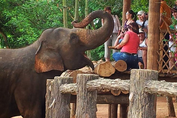 Pinnawela Elephant Sanctuary Sri Lanka